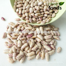 Light Speckled Kidney Bean Pinto Beans Sugar Beans